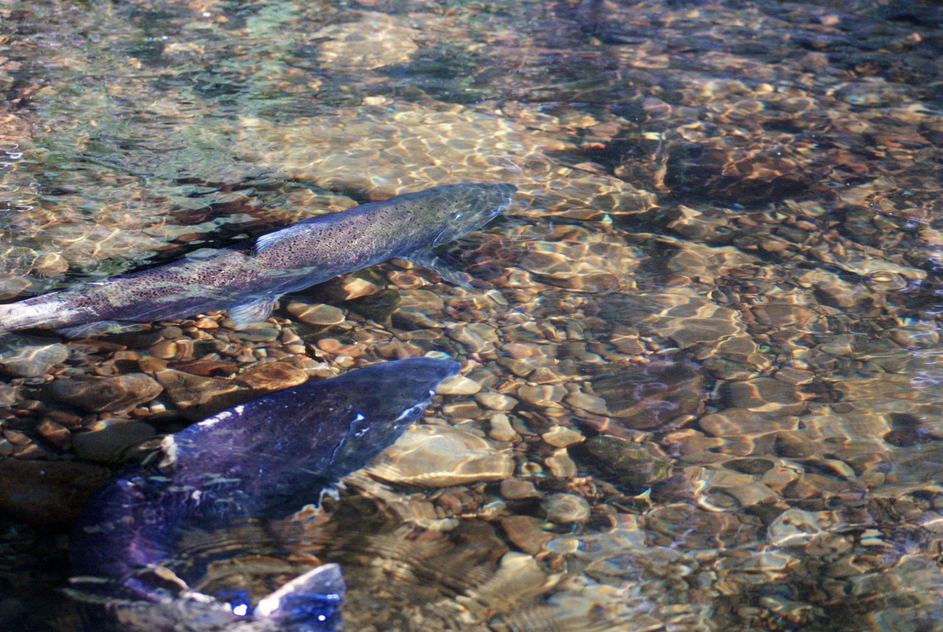 salmon swimming in water